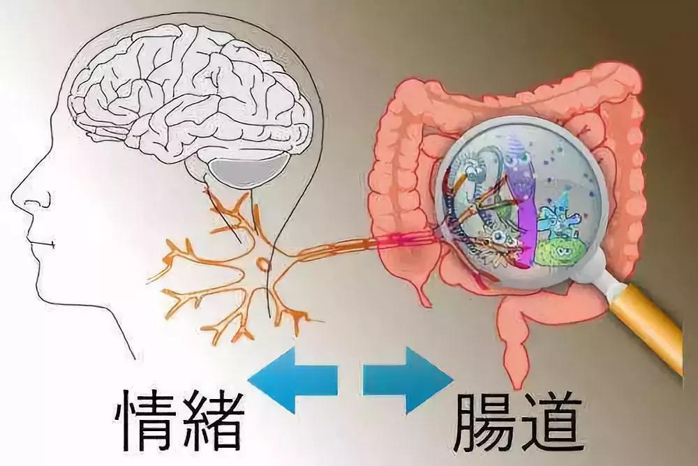 让人着迷的东西,微生物脑肠轴介绍