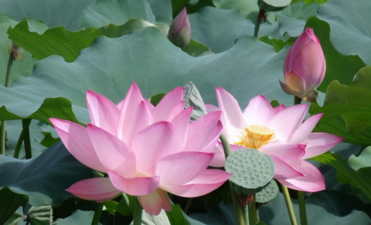 人过五十要学会做什么,活得明白的人的思维方式