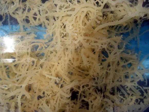 史上最全面的海鲜大咖,史上最全海鲜视频