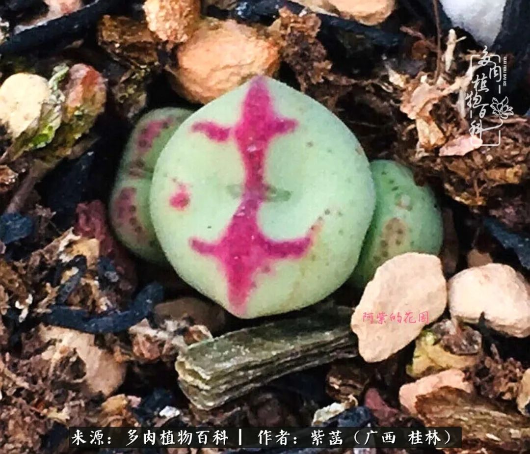 如何在夏天买的多肉度夏,多肉度夏好帮手