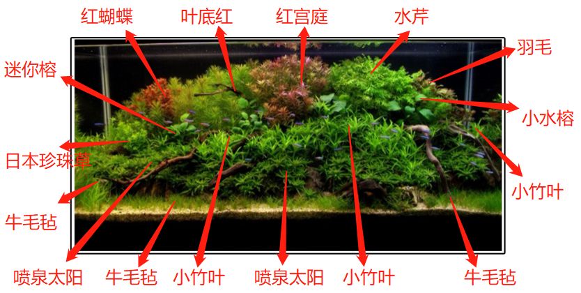 三角形构图水族造景,水族造景构图黄金比例
