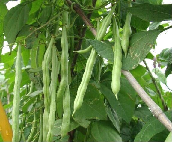 芸豆有哪些百吃不厌的做法,芸豆好吃的做法大全集