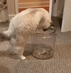 奇怪的知识增加了！猫咪简直就是液体做的