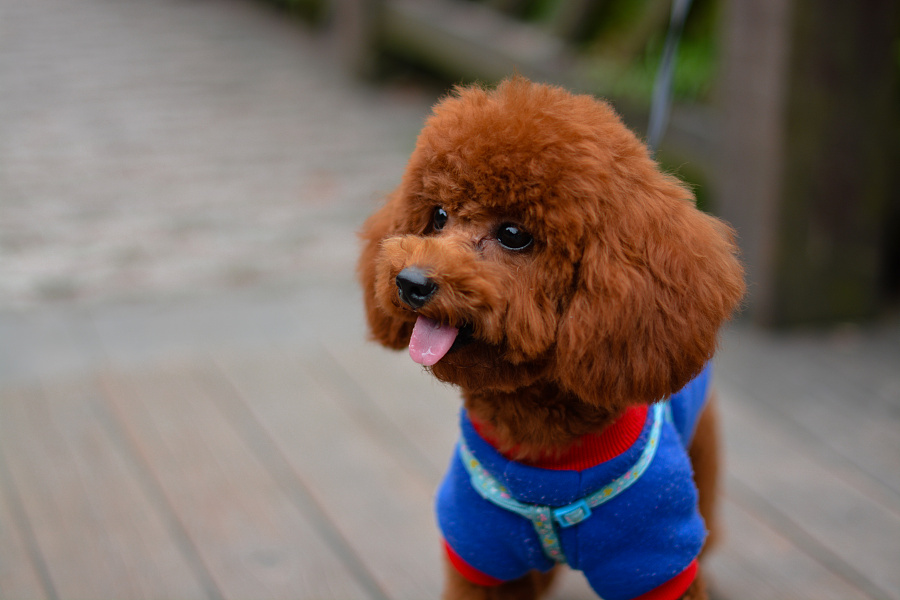 什么狗不容易生病不怕冷不怕热,狗天冷了千万别冻感冒了