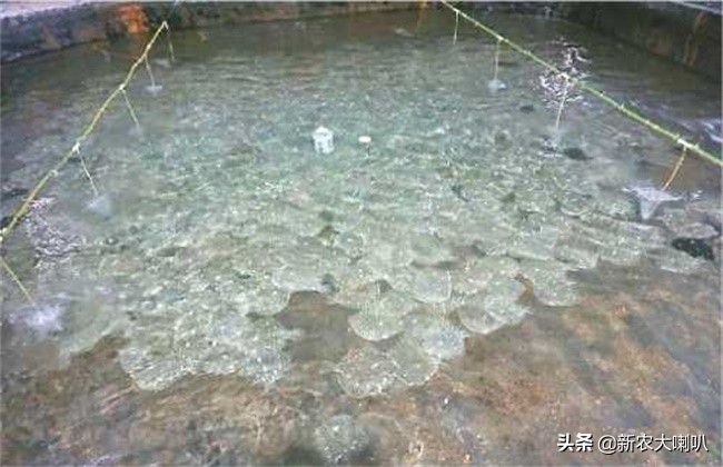 多宝鱼的养殖盐度和温度是多少度,多宝鱼是淡水养殖还是海水养殖好