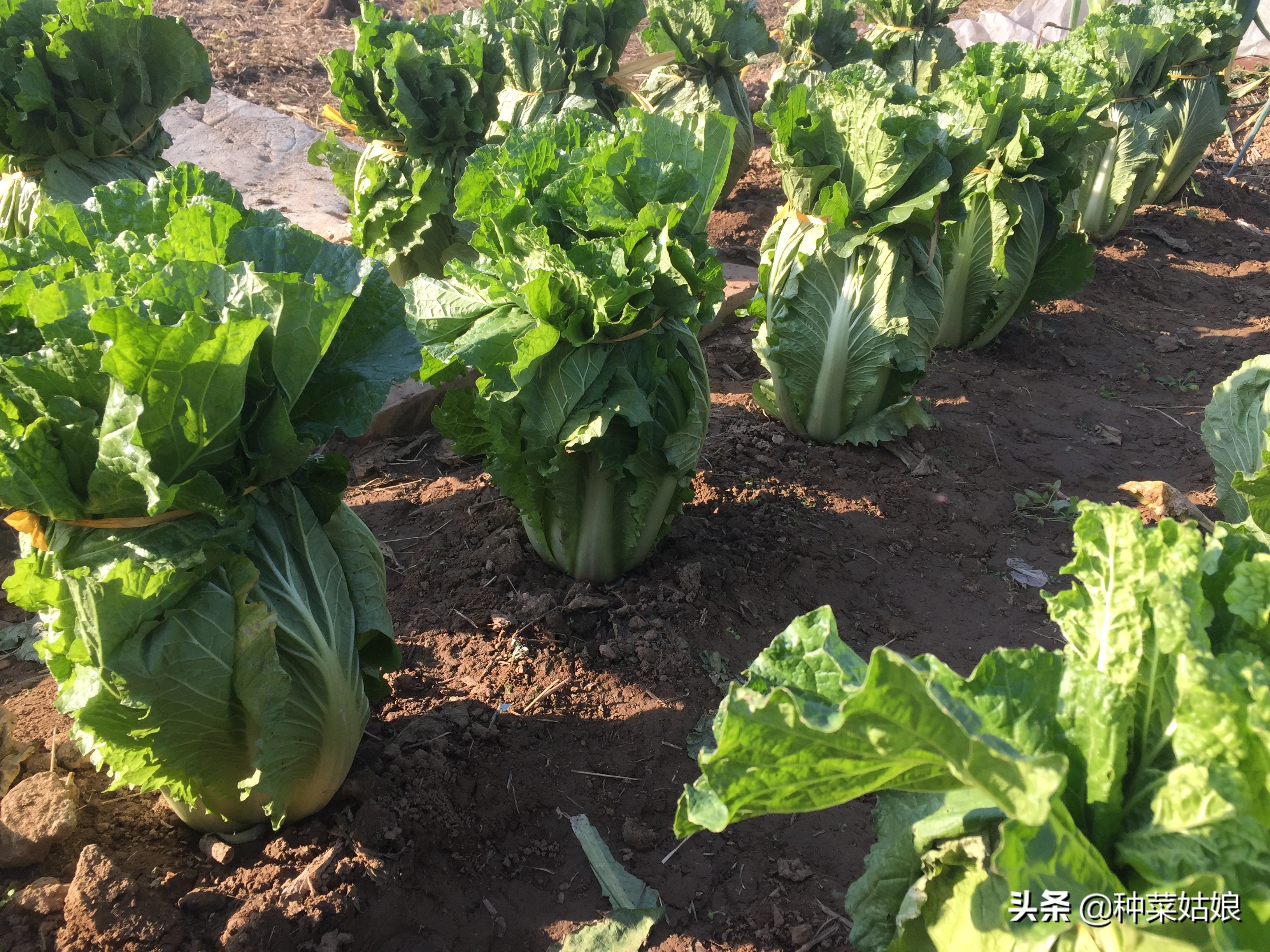 白菜萝卜有虫怎么治用什么药,萝卜白菜有虫子该怎么办