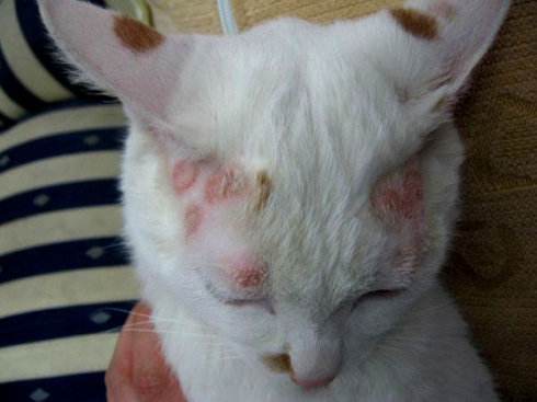 轻微猫癣猫怎么治疗,猫眼睛猫癣怎么治疗