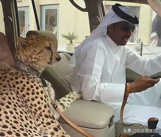 迪拜简直就是豪车的天堂,迪拜旅游迪拜豪车