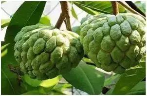 深度解析农业创业项目农村养殖,跨界农业最赚钱的模式