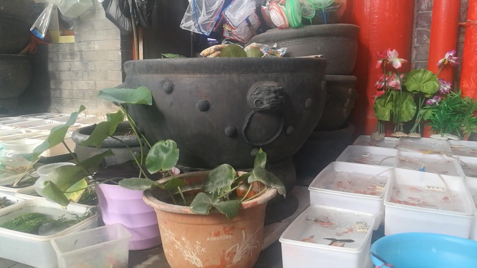 2020年北京观赏鱼批发市场夜市,观赏鱼夜市北京