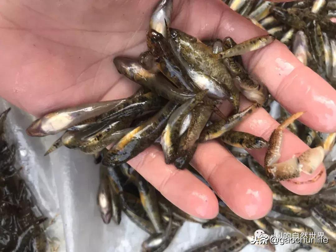 大草龟和小草龟谁好养,变异草龟和草龟的区别