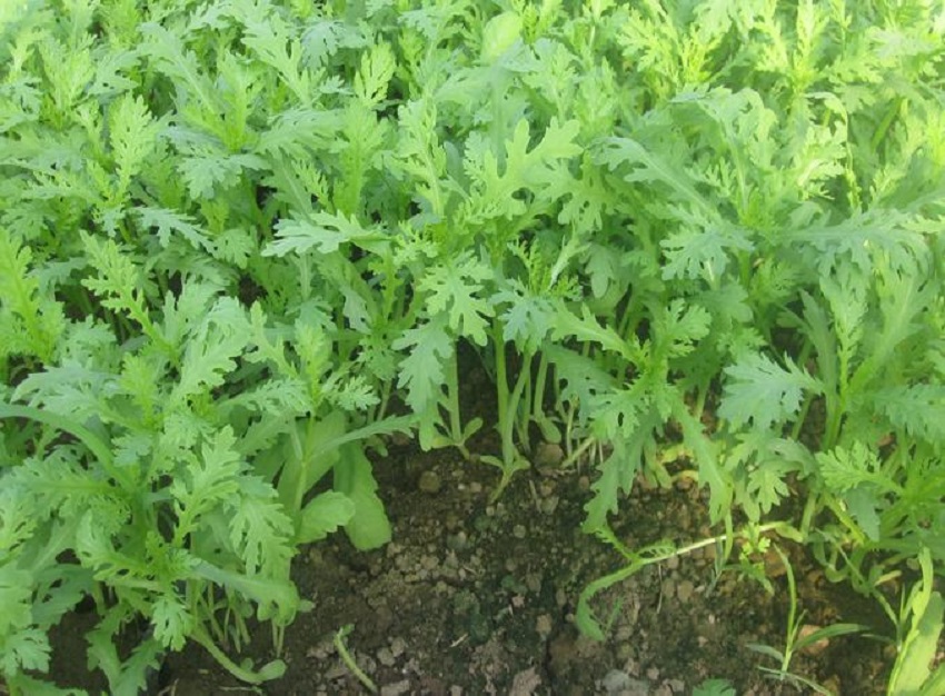 农村种什么蔬菜赚钱不愁销路,种什么蔬菜赚钱快成本低销路好