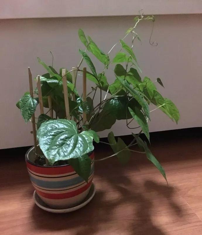 山药发出来的嫩芽能不能吃,山药长出的嫩芽能吃吗