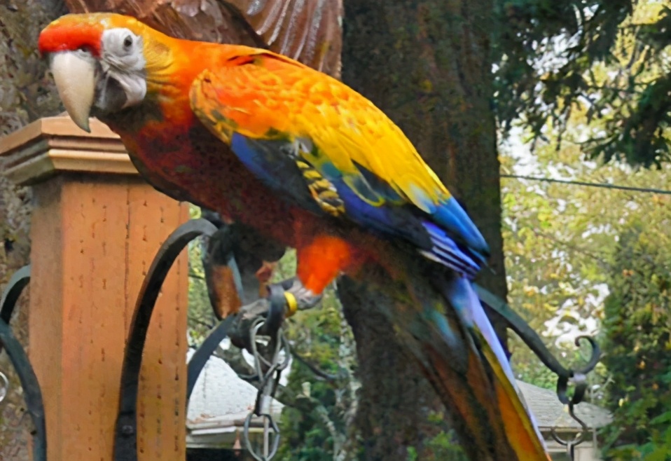 混种金刚鹦鹉就是人工培育的精品，这6种让人看了忘不了