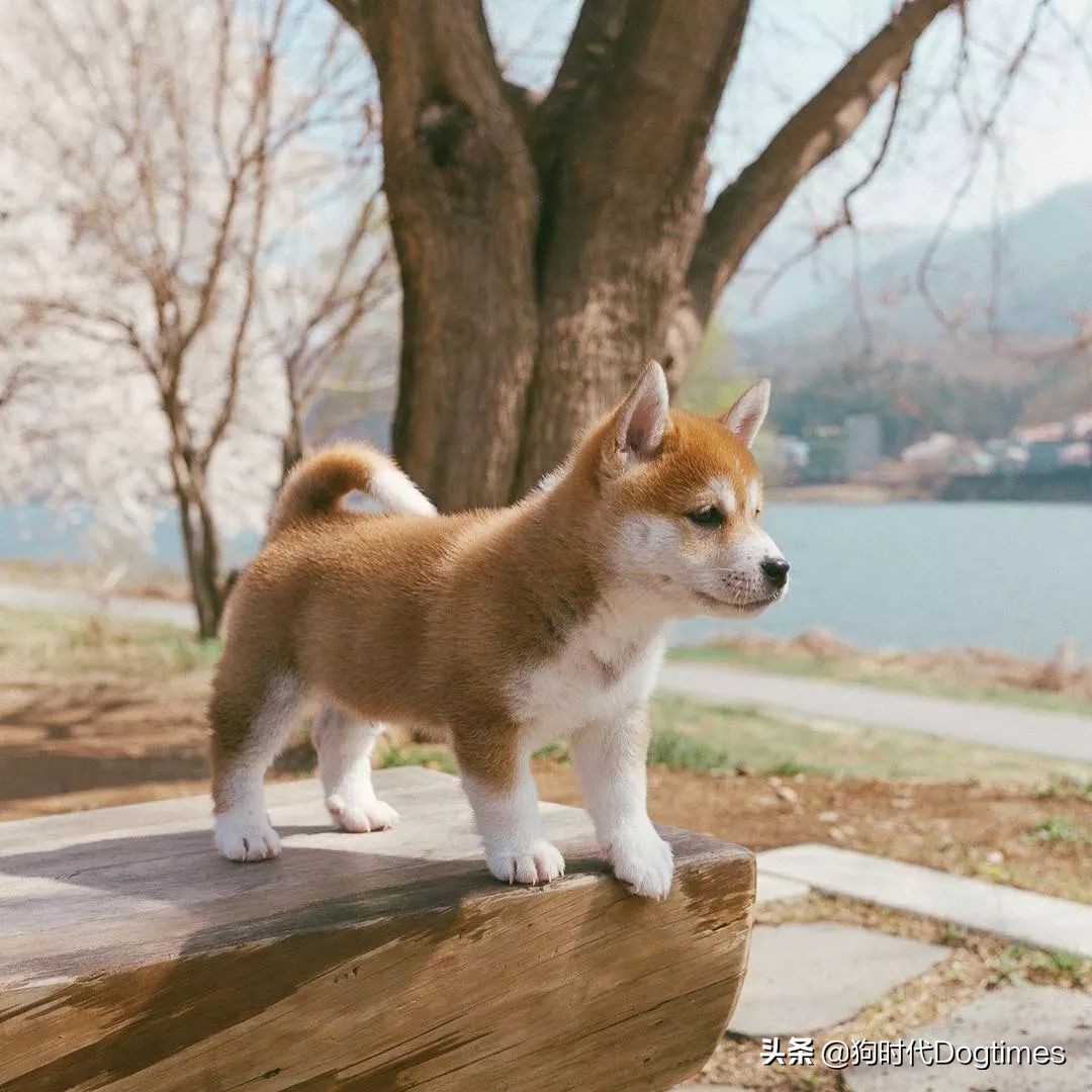 春暖花开带你去流浪,春暖花开带着狗狗去踏青