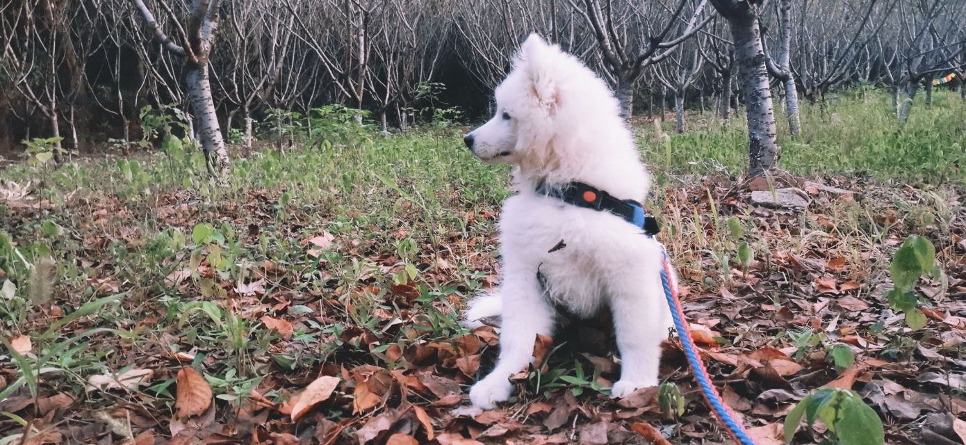 萨摩耶犬饲养注意事项,养萨摩耶犬注意的事项