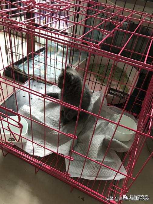 给大家介绍宠物托运的全过程,找托运宠物公司托运宠物注意什么