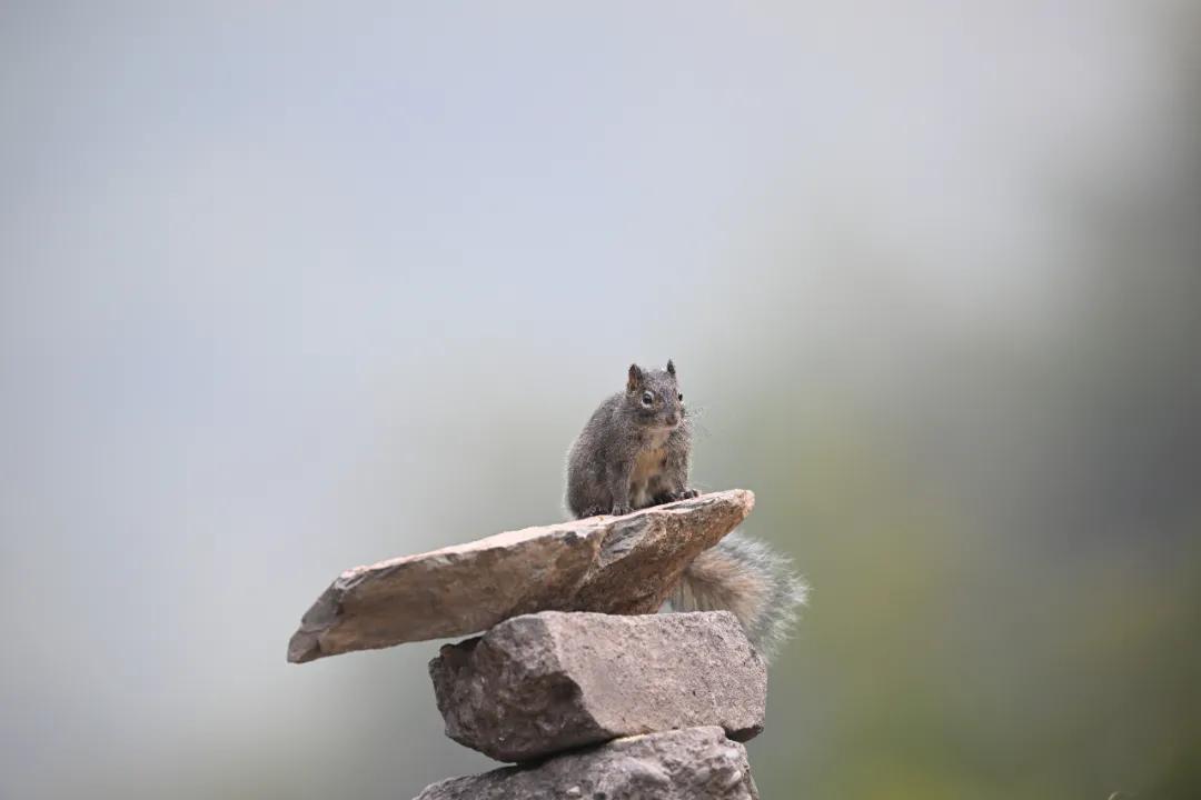 尼康z9旗舰相机详细评测,尼康z9机身的无损变焦功能