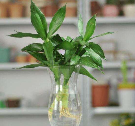 水培植物长青苔怎么去除,水培绿植青苔怎么样去除