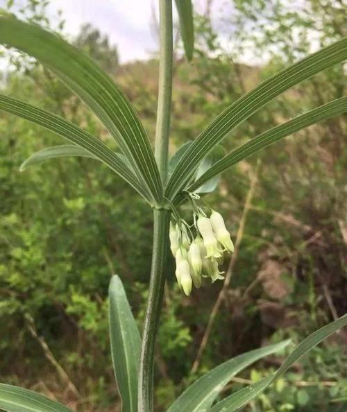 类似黄姜药材的植物,长得像洋姜的野生植物