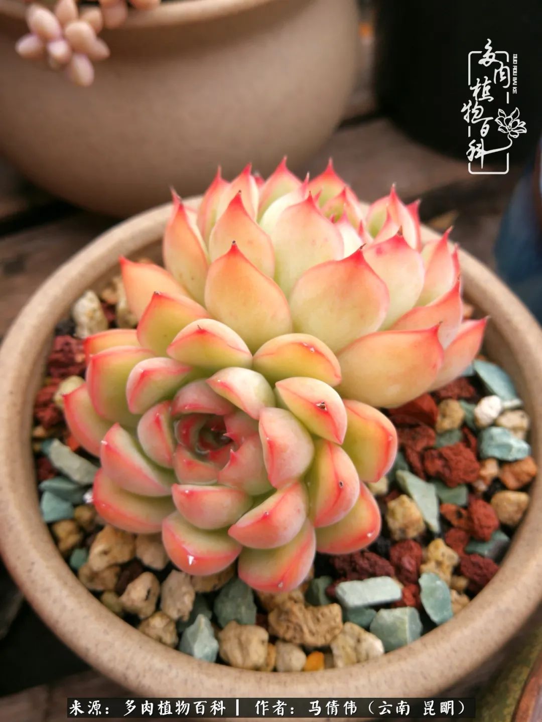 熬过了夏天的多肉,多肉熬过夏天惊艳整个秋天