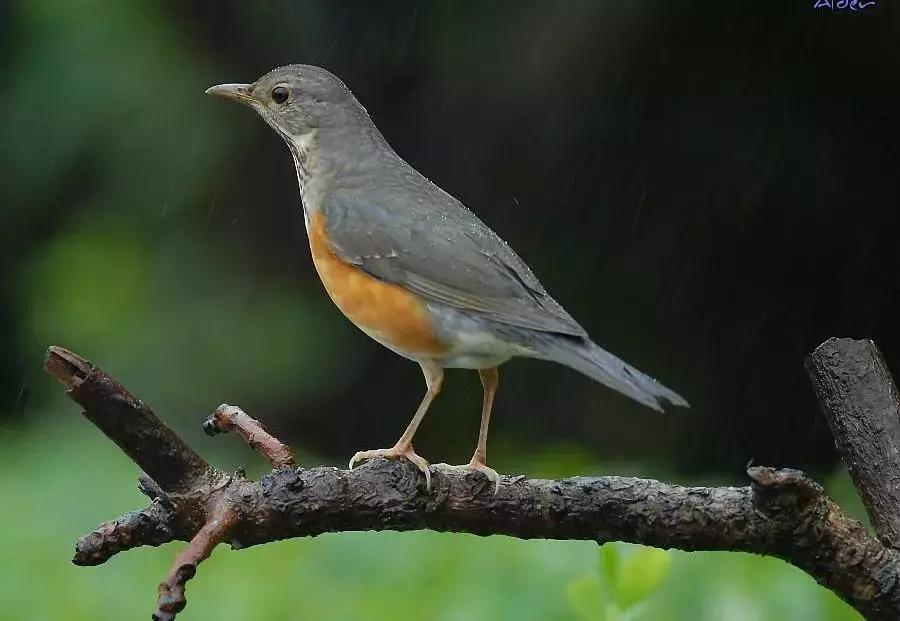 野生雀鹰的药效与作用,野生鸟内脏可以吃嘛