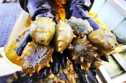 海参降价什么梗,海参价格最近跌了吗