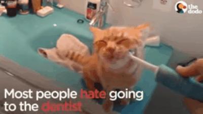 如何给猫咪选牙膏,如何给猫咪选择洁齿产品