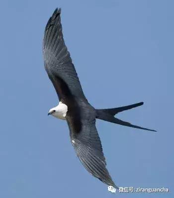 睁大眼睛，别以为它们都是一种鸢