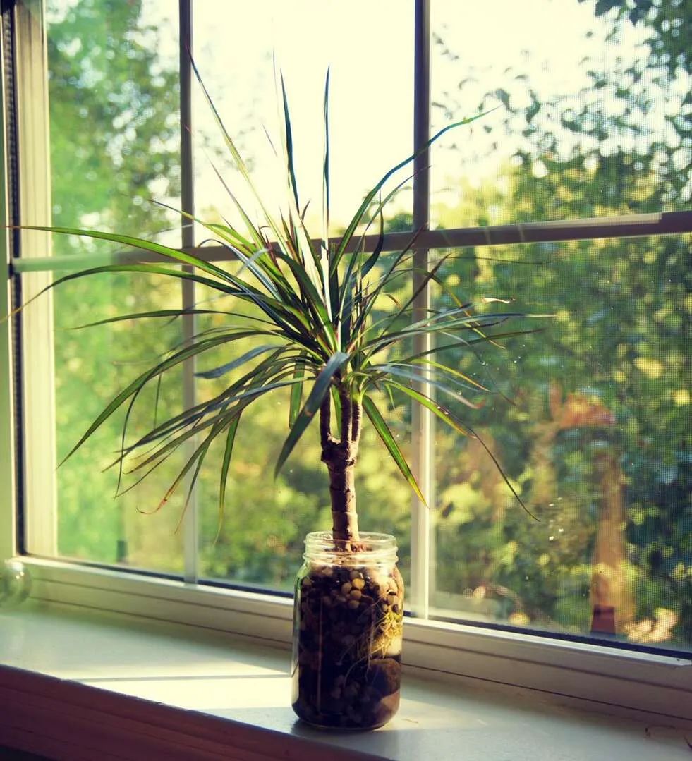 盆栽客厅千年木,养不死的客厅大绿植千年木