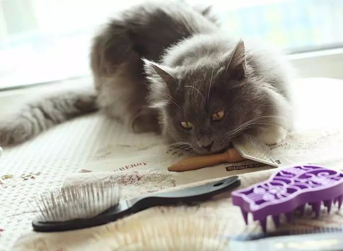 铲屎官猫咪的烦恼,铲屎官心疼狗狗