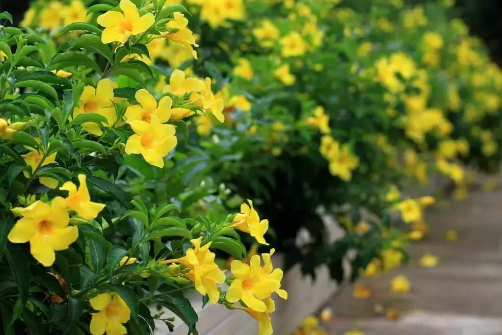 养花绿色液体儿童误食,小孩误食盆栽叶子