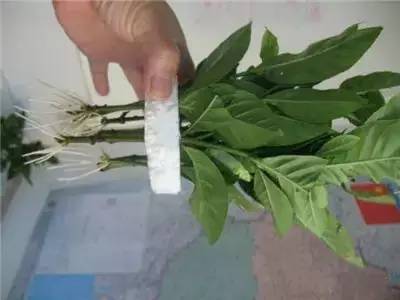 栀子花水插方法介绍,栀子花水插一个月不长根