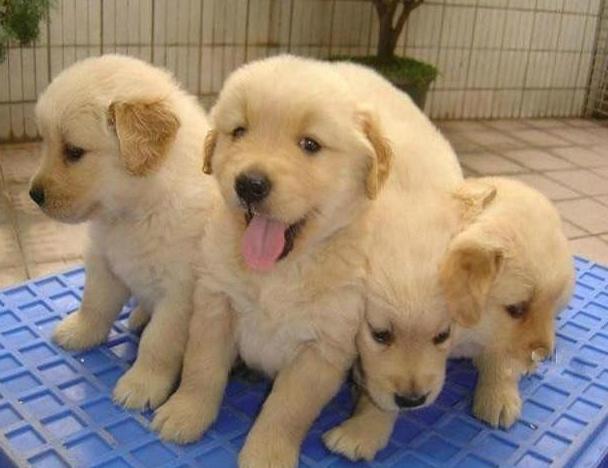 如何判断金毛真假,怎样区分金毛真假