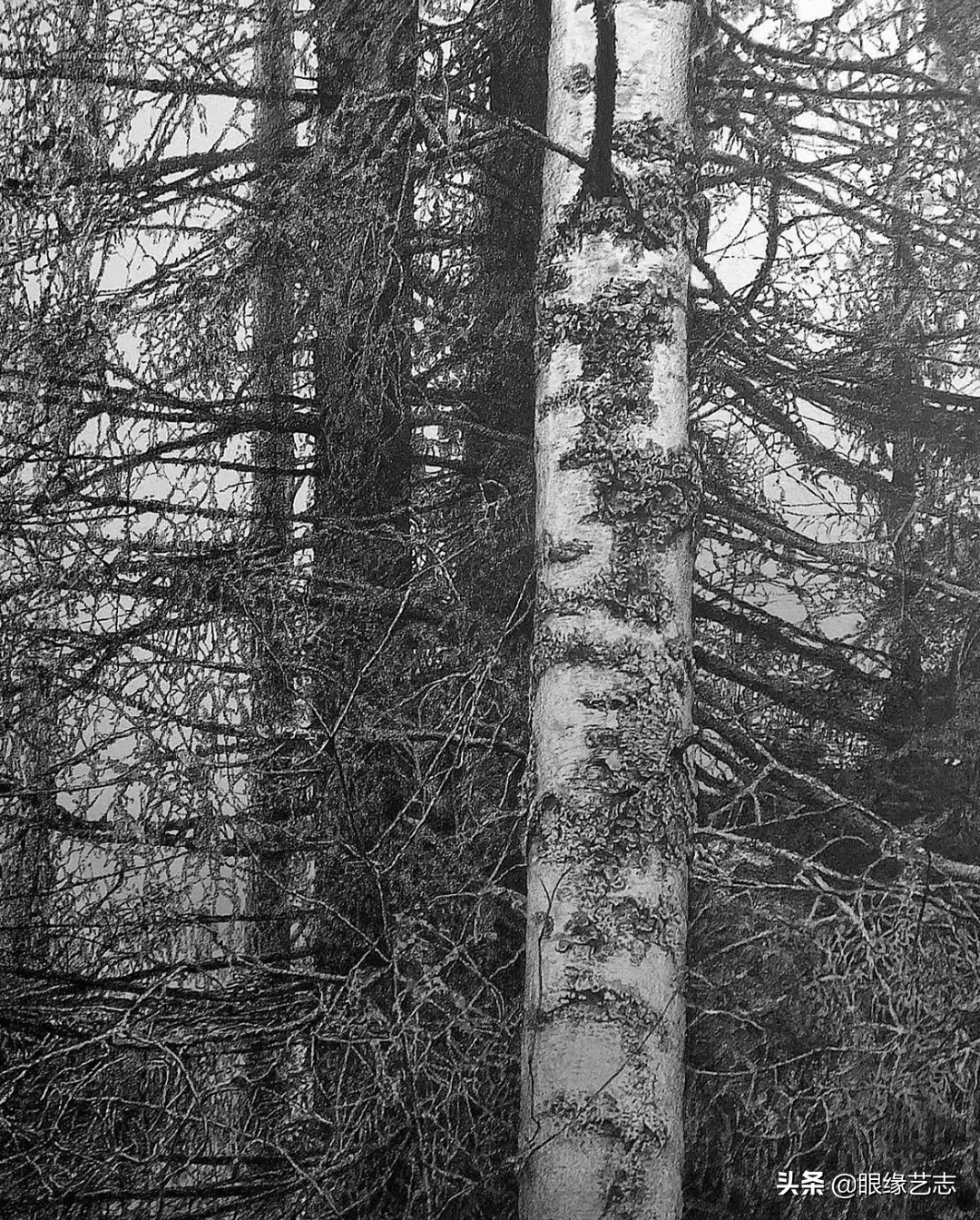 1440个小时的涅槃之画：黎明之树，佐藤裕一郎的心之风景