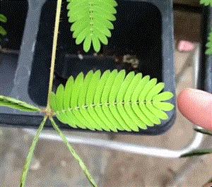 童声飞扬原唱完整版,童声飞扬诗歌朗诵