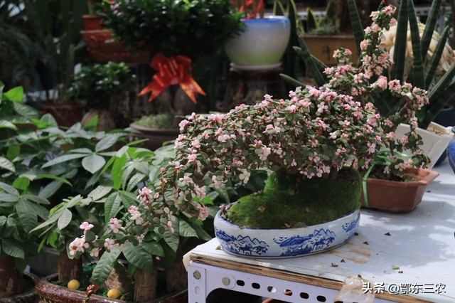 盆栽花卉土板结怎么办,花盆里的泥发白返碱怎么办