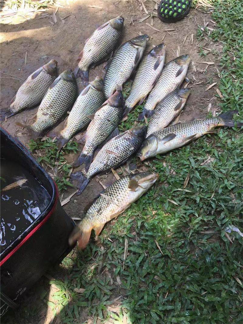 冬季野钓鲫鱼用什么味的窝料好,冬季野钓最好用的窝料官方正品