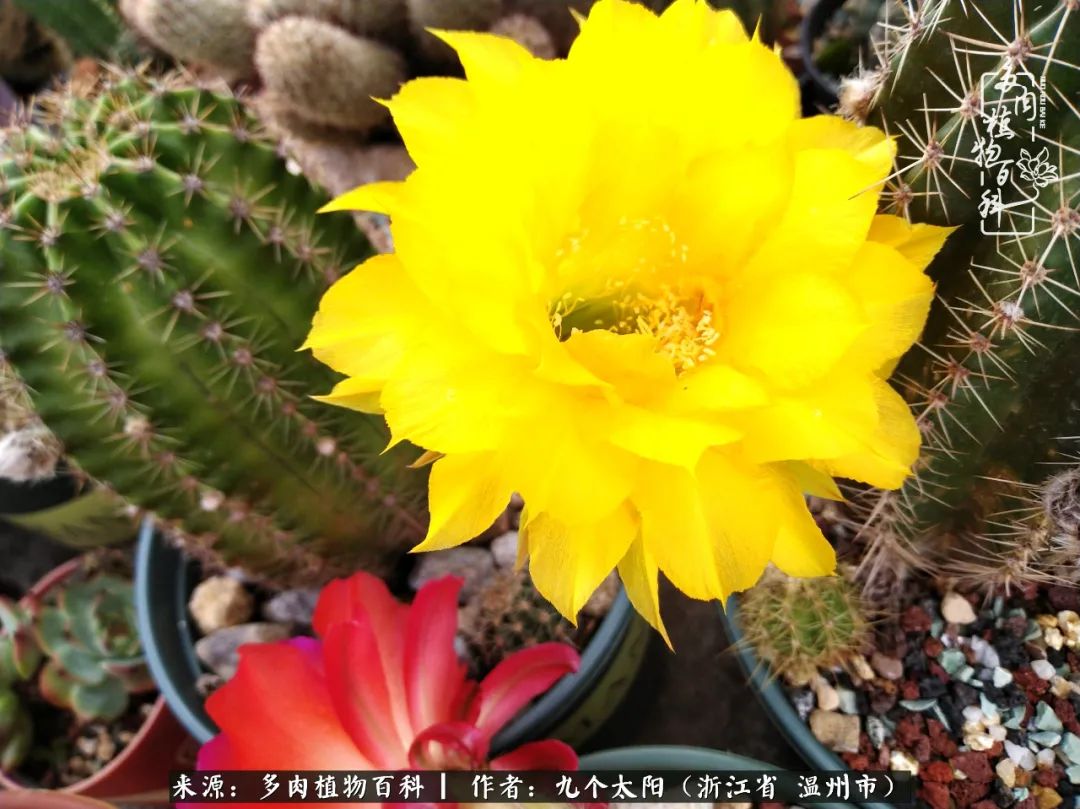 景天、球和龙舌兰，只要是多肉，都喜爱