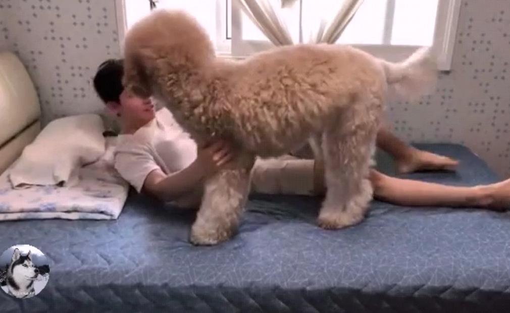 泰迪到几岁不闹腾了呢,泰迪只能长到五六斤吗