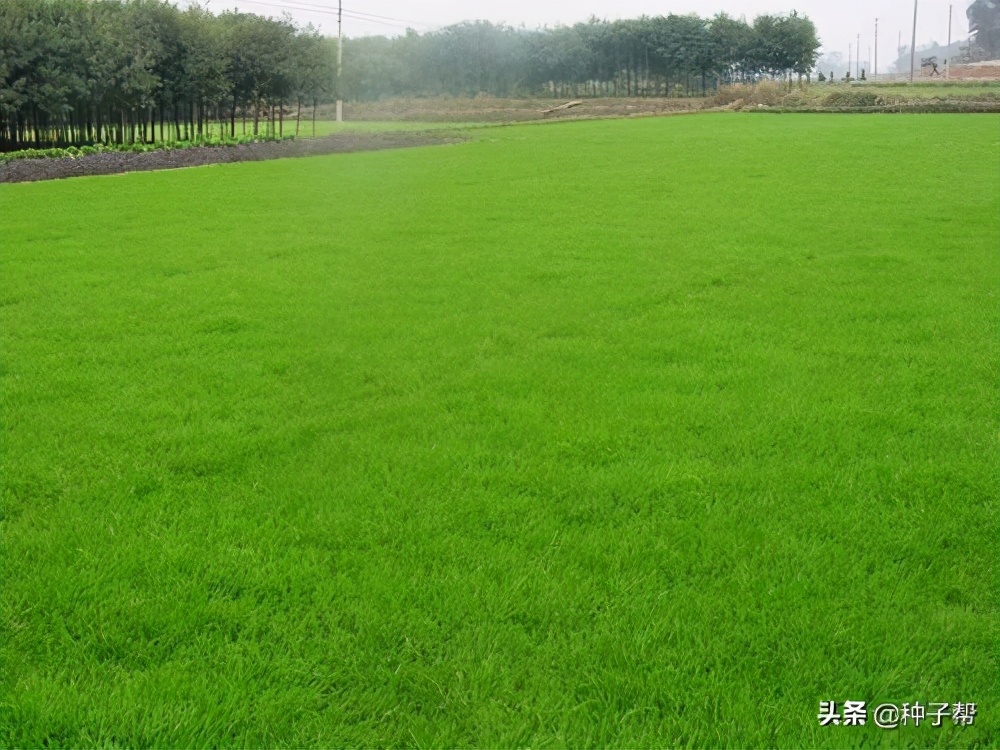 进口黑麦草多少钱一斤,进口蓝标黑麦草草籽价格