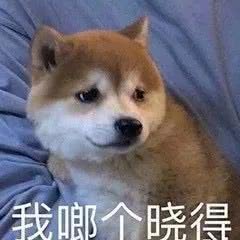 铲屎官的呕吐,狗狗呕吐铲屎官该怎么办