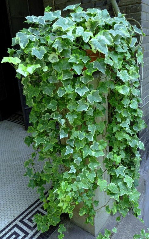 好养的盆栽花卉排名前十,盆栽花比较好养的有哪些