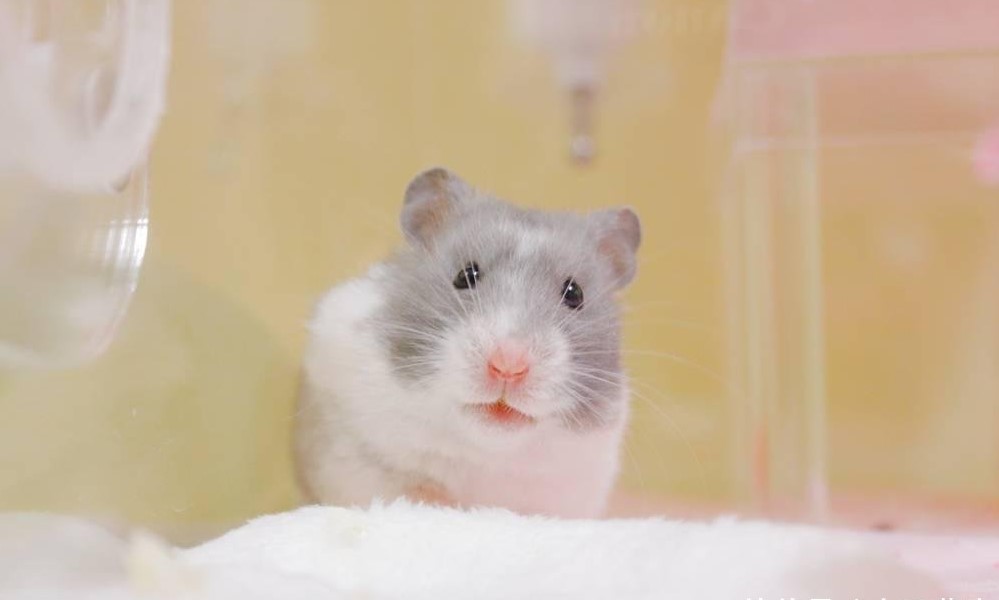 冬天如何预防仓鼠得湿尾症,仓鼠在夏天多少度仓鼠会中暑
