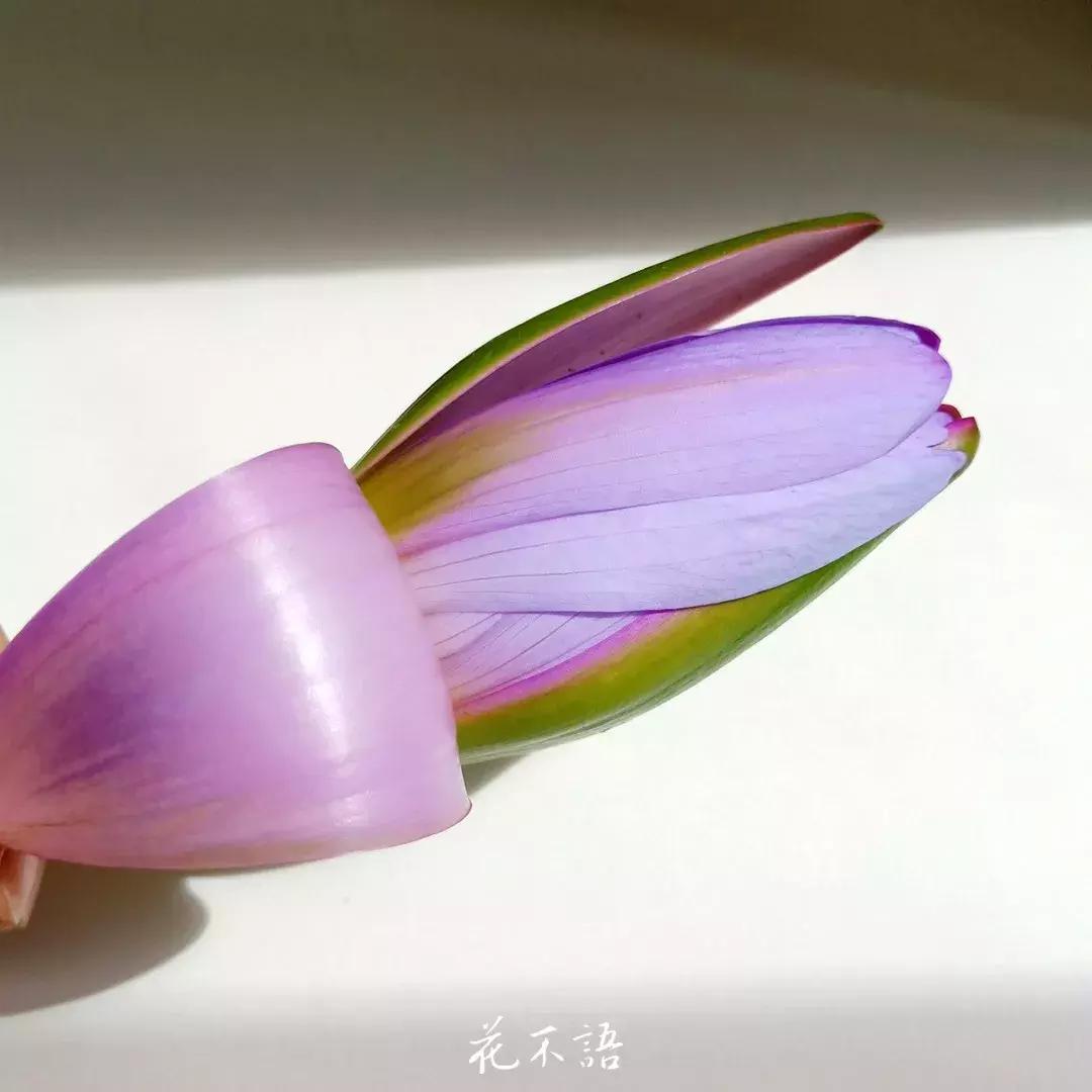 睡莲9月的养护,睡莲的养护方法文字