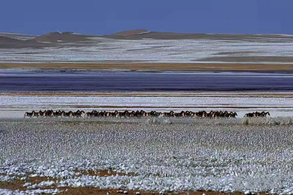 巴音布鲁克镇冬天的生活,巴音郭楞自治州和静县冬天