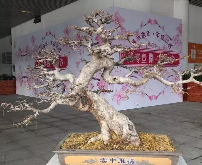 西北盆景树种100种,最值得收藏的六种盆景树种是哪种