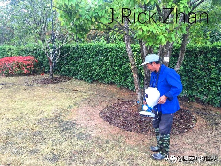 果岭草坪的种植养护方法及技巧,怎么种植一个可以躺的草坪