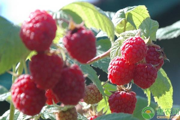 村干部带领农民致富的视频,小树莓引领特色种植致富路