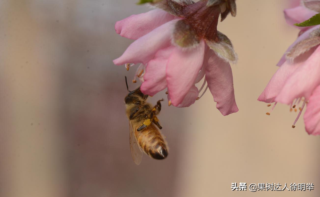 桃树如何种植结果多,正在结果的桃树怎么种植